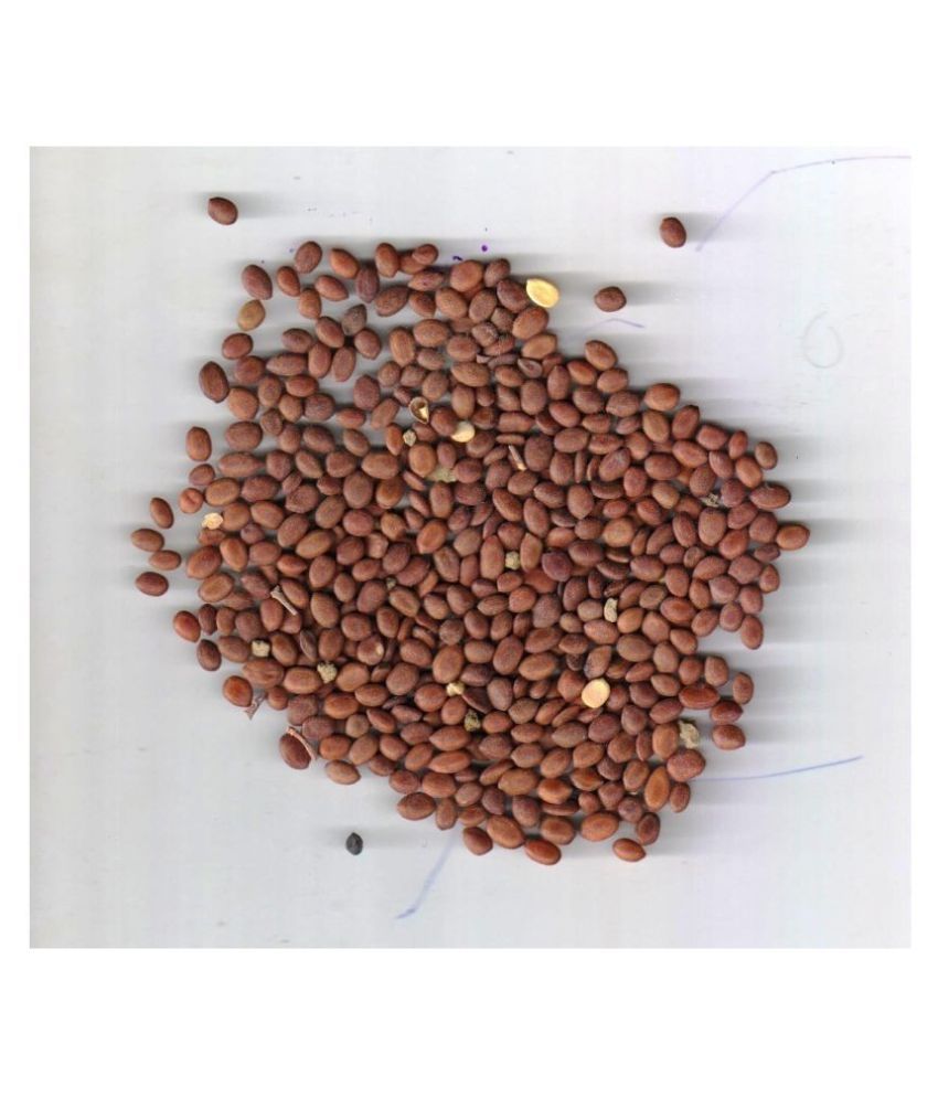 https www snapdeal com sitemap home improvement home kitchen gardening gardening plant seeds gardening plant seeds 0 xml